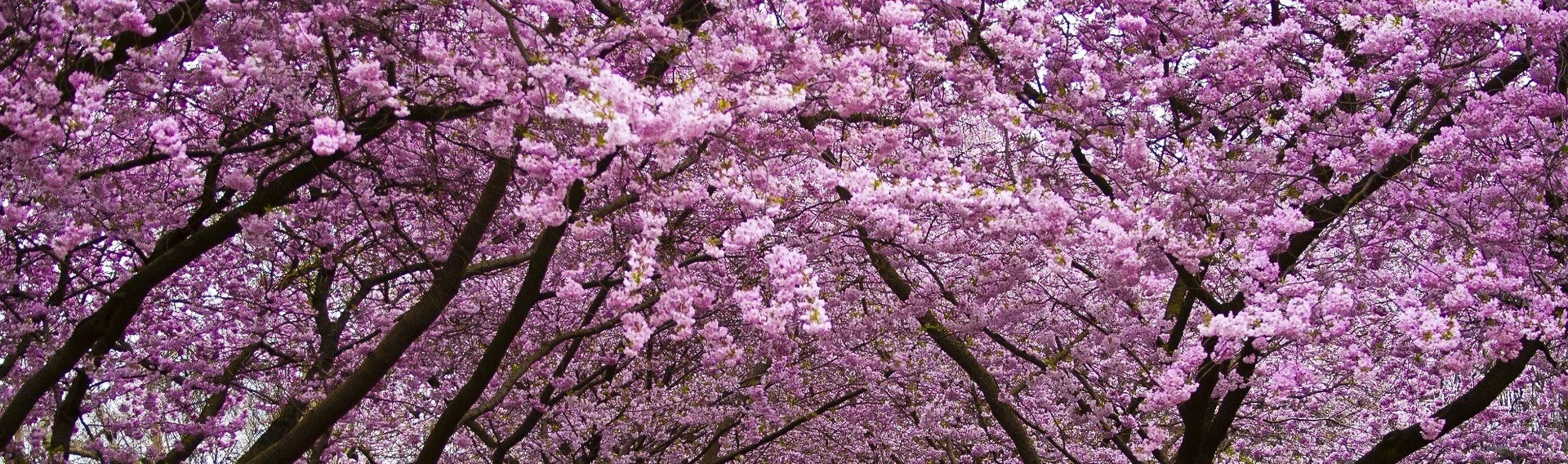 CherryBlossom.jpg