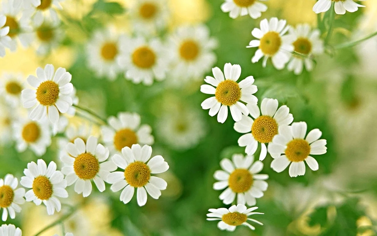 Daisy.jpg
