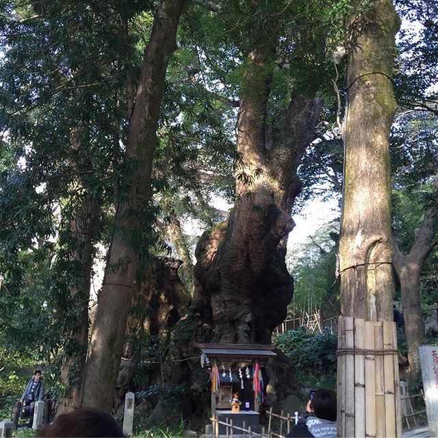 2000  year old God Tree of Power