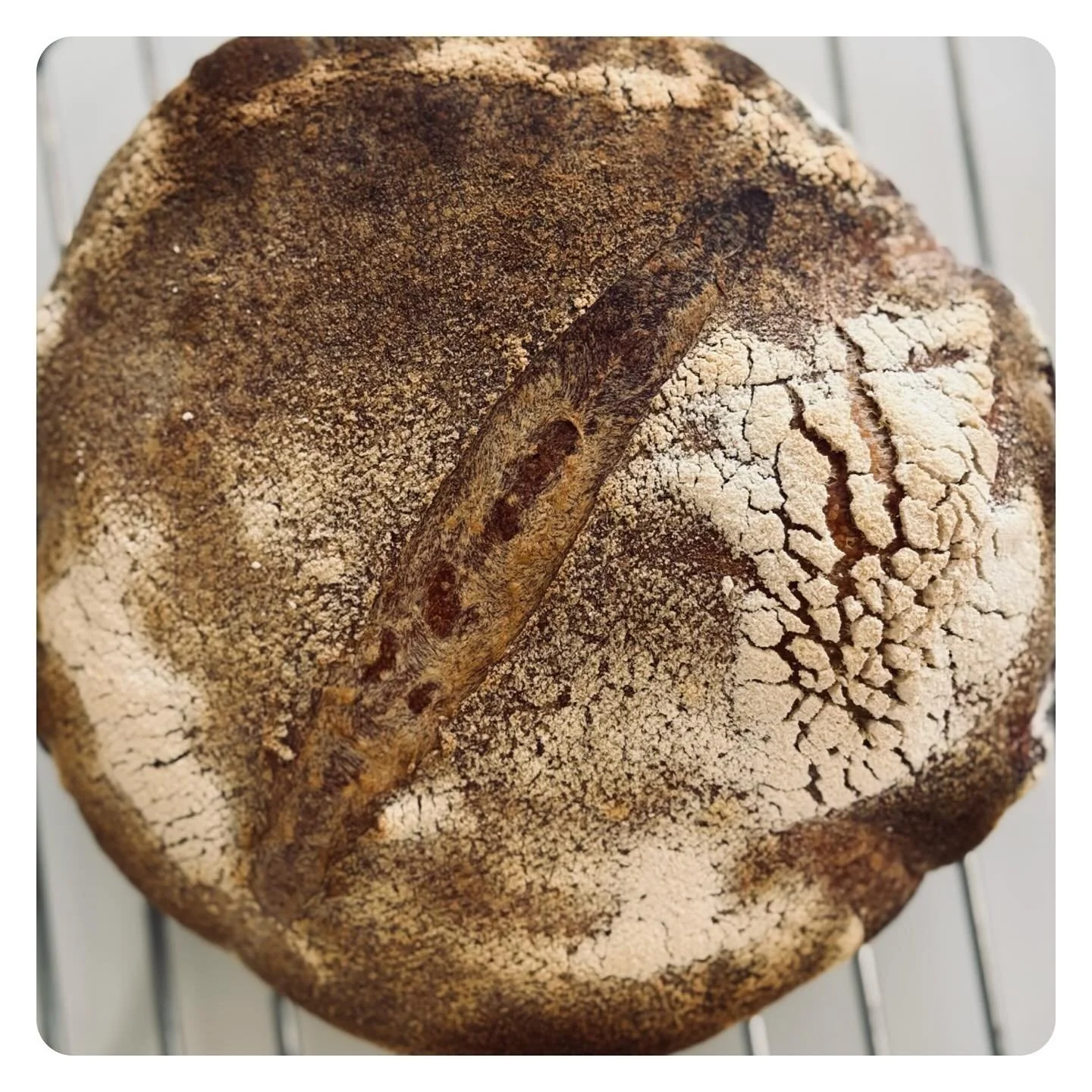 Lately, it&rsquo;s been me, Albredo, and the quiet.

Twelve days of feeding, sniffing, watching him evolve from a jar of wet flour into a breathing, bubbling life form, while my own body moved from fertile days into the thick, murky waters of the lut