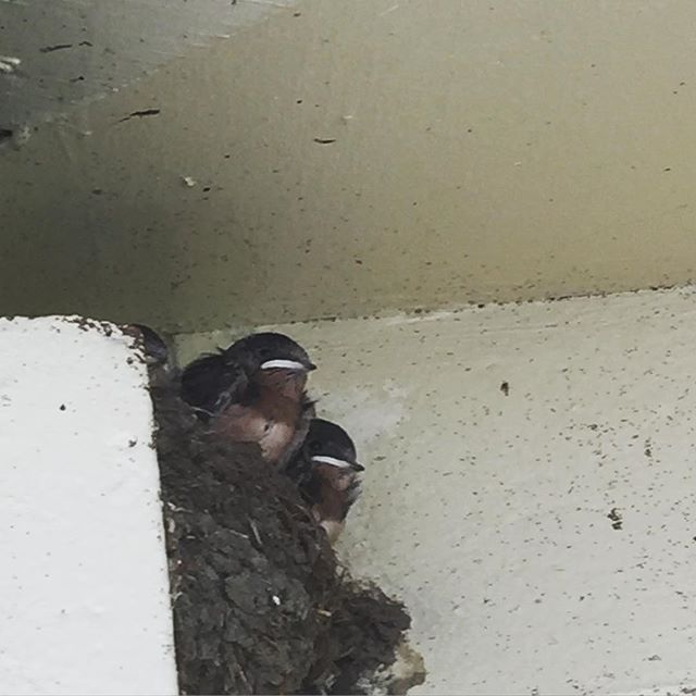 barn swallow babes waiting for mom. #nest #naturehoodwatch