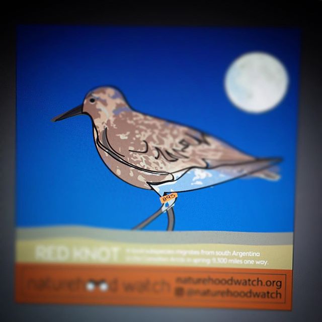 work in progress... do you know your local (and amazing!) birds? Meet #B95 who is a real superstar!