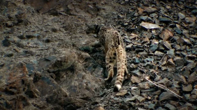 National Geographic - Snow Leopard (EXCERPT)