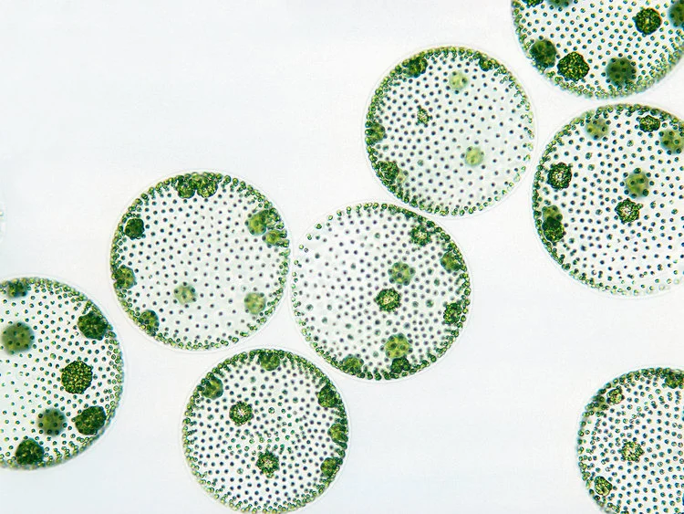 Volvox plankton | transgender algae
