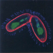 Tetrahymena thermopila | Conjugation