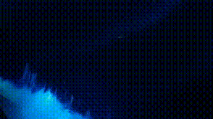 Dolphins illuminated by glowing plankton
