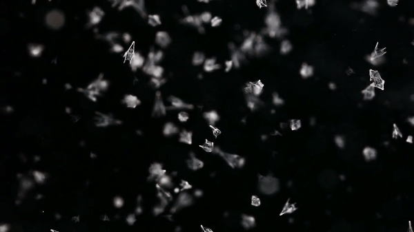A swarm of microscopic larval sea urchins.gif
