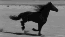 horse.gif