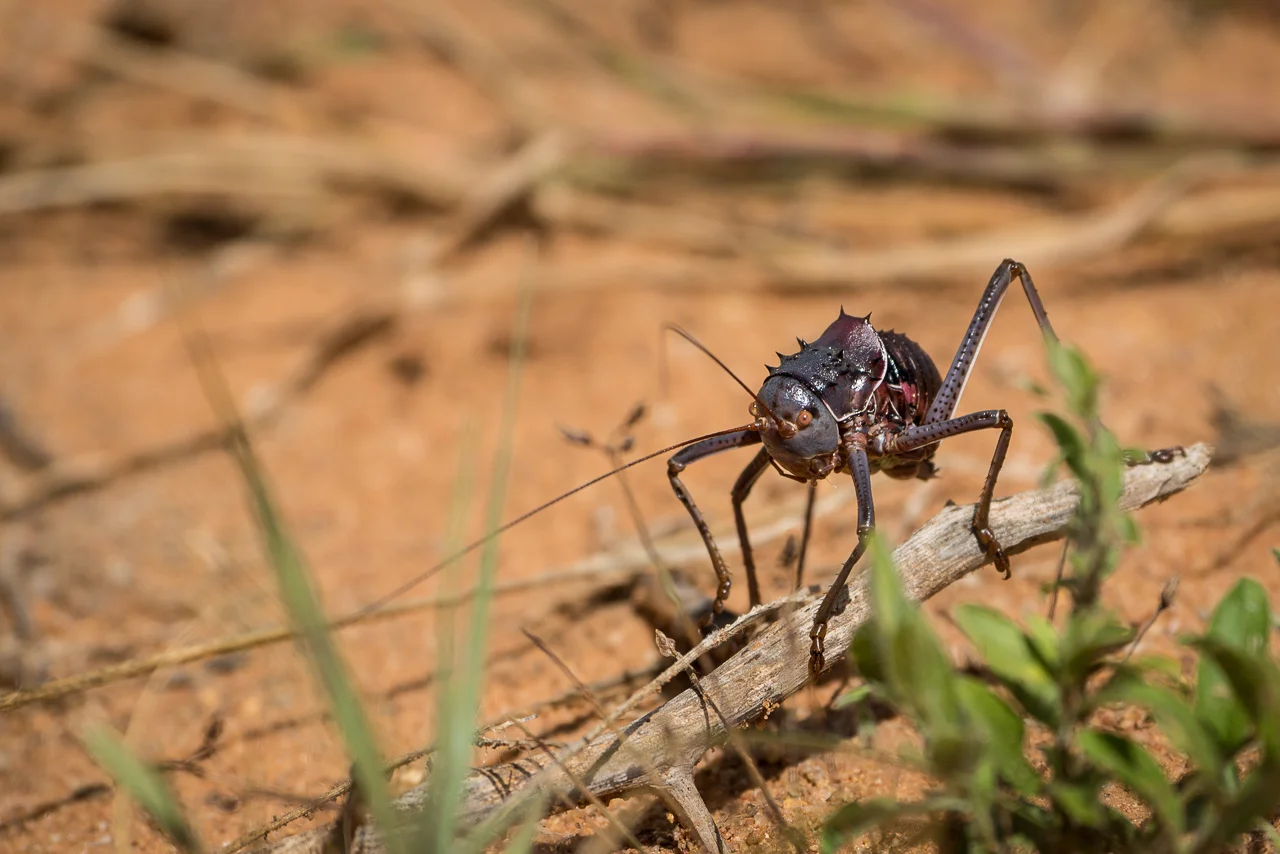 Armored Ground Cricket