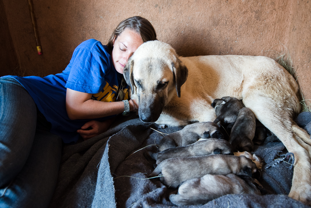 Karabib's Puppies