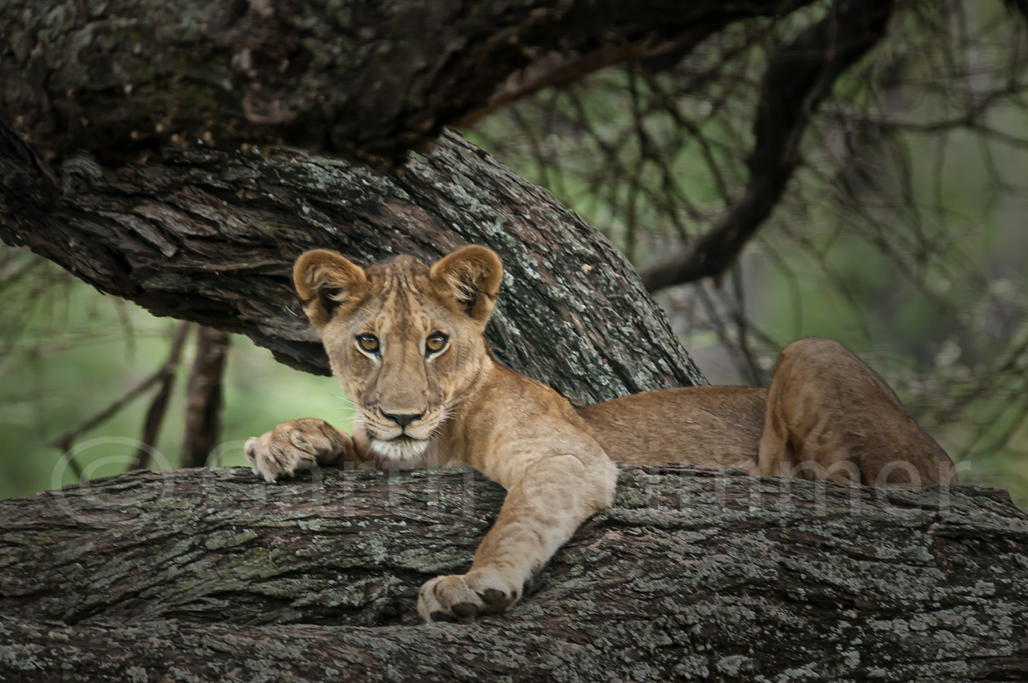 Lioness in tree