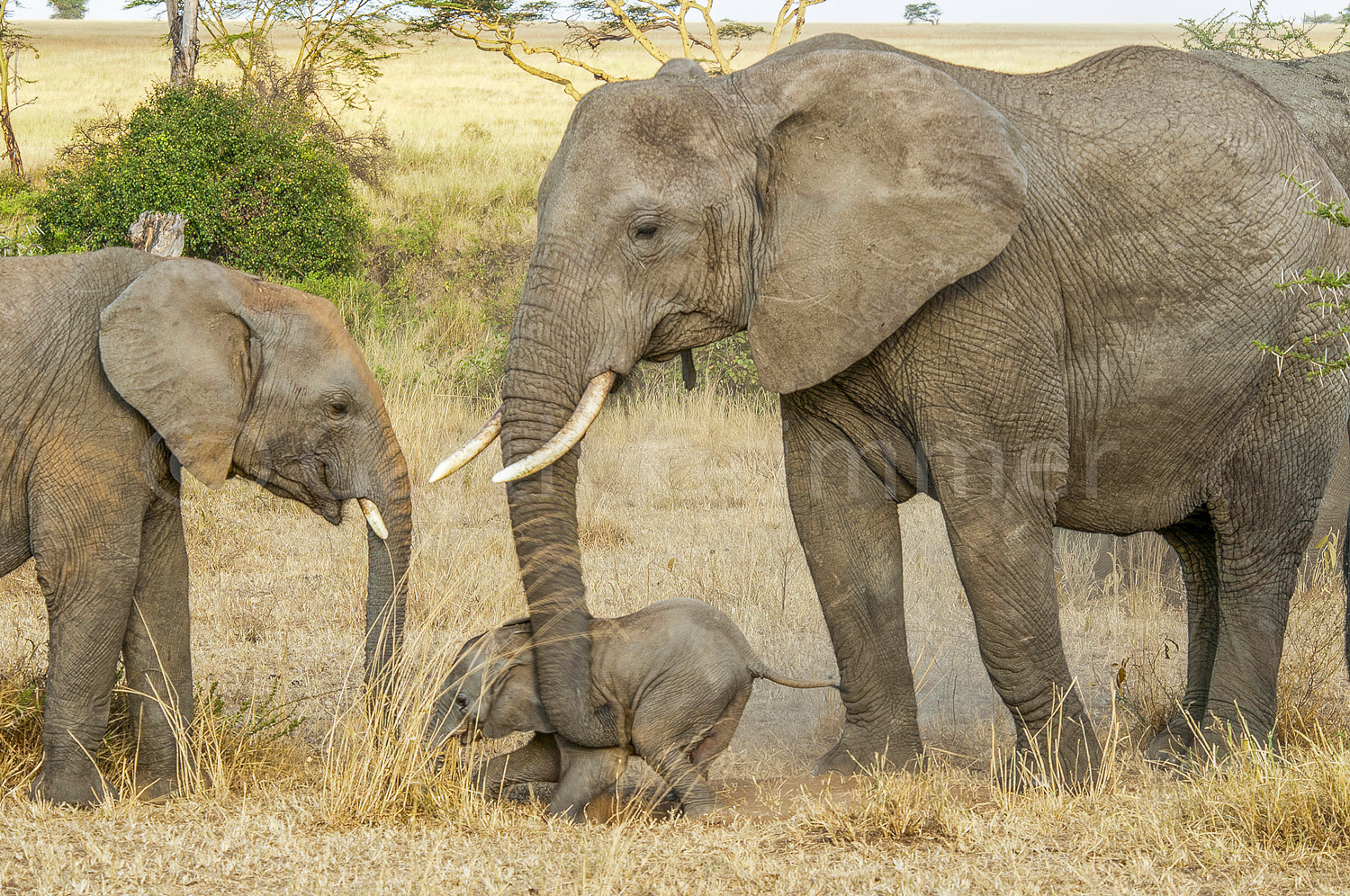 Elephant family -Mbuzi Mawe, Tanzania