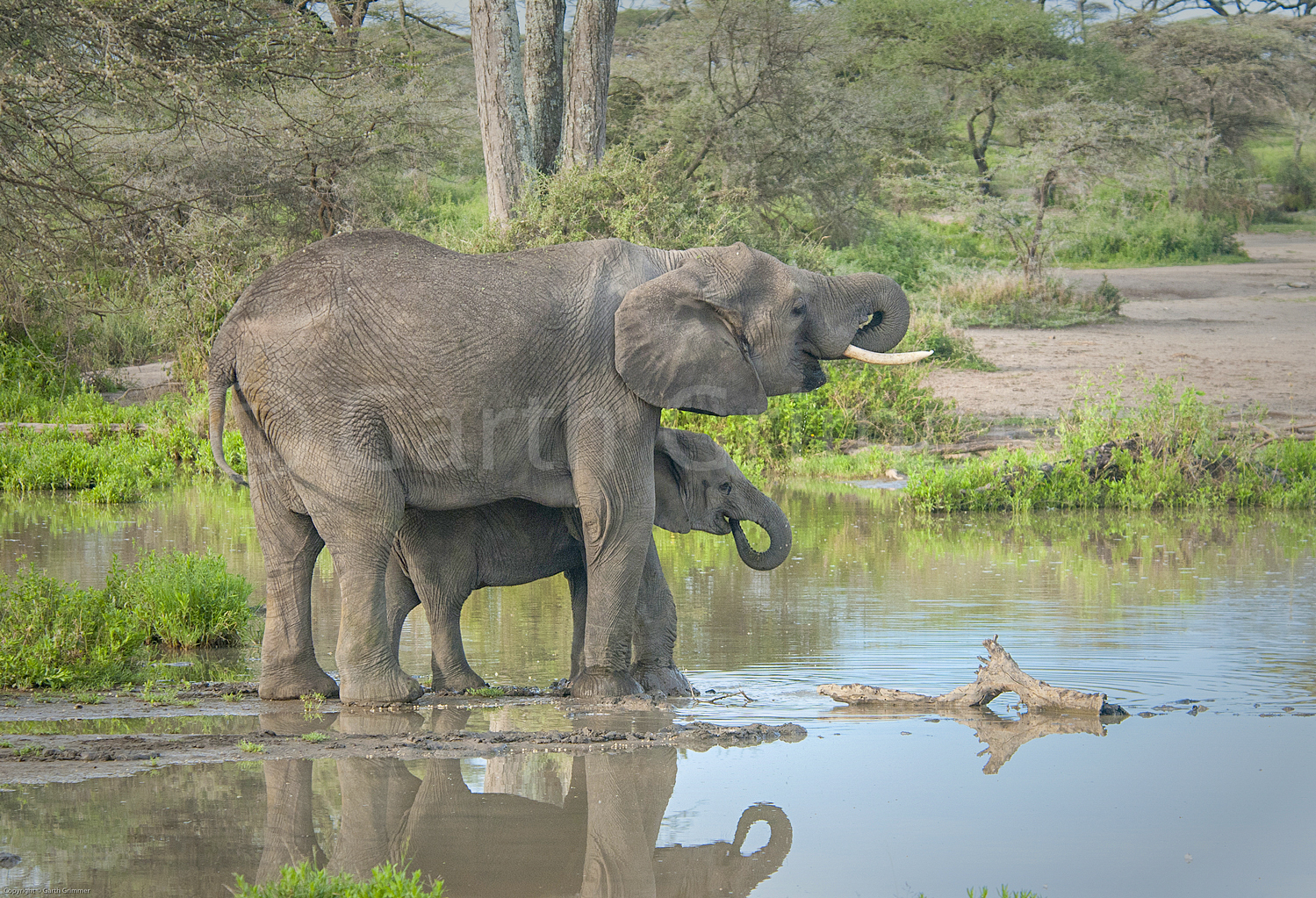Elephants at waterhole-Lake Masek, Tanzania
