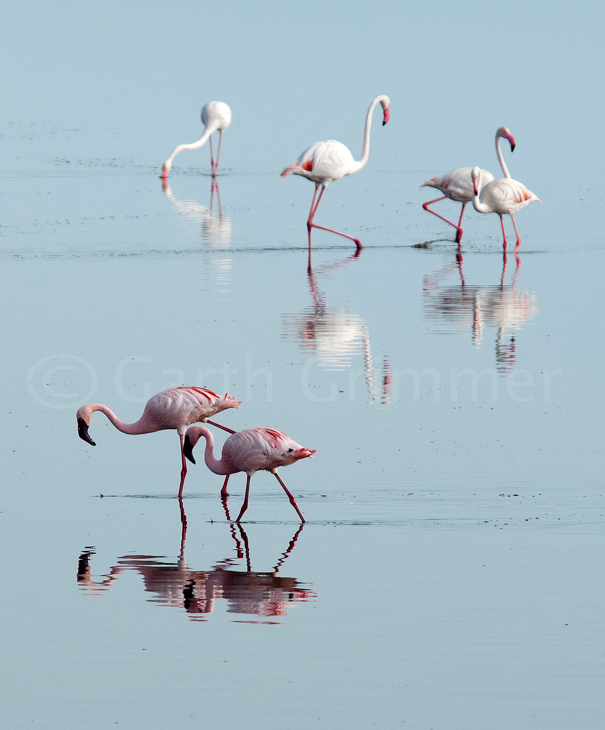 Flamingos - Lake Masek, Tanzania