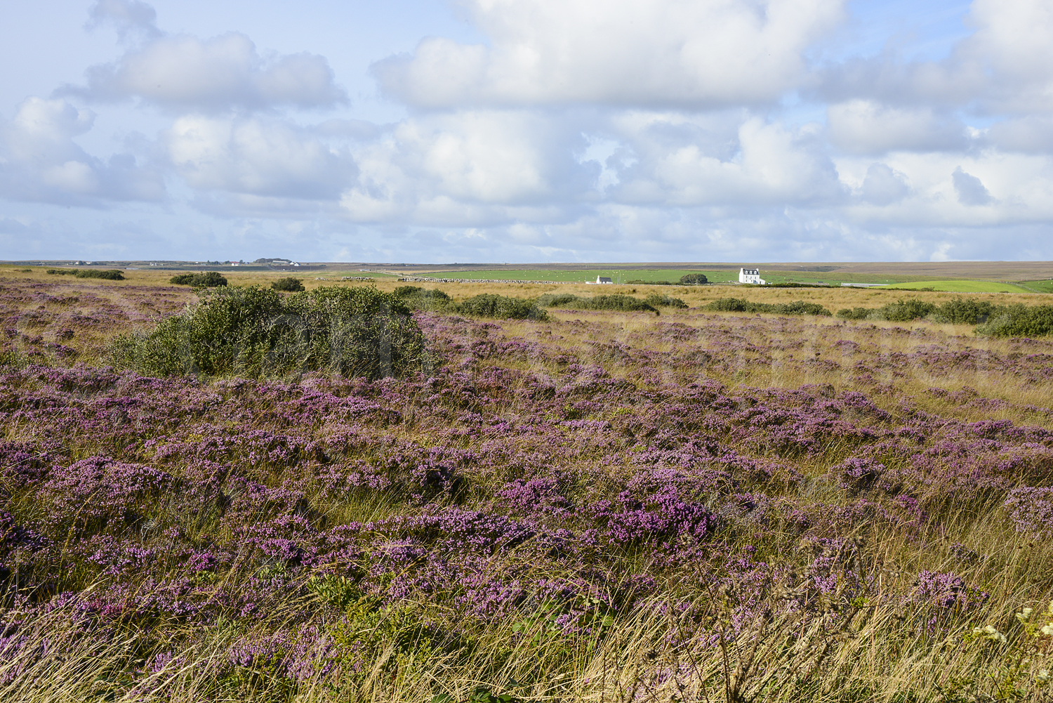 Field of heather, Islay