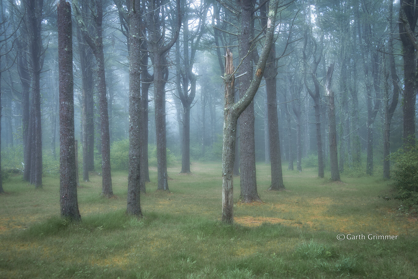 Misty woods