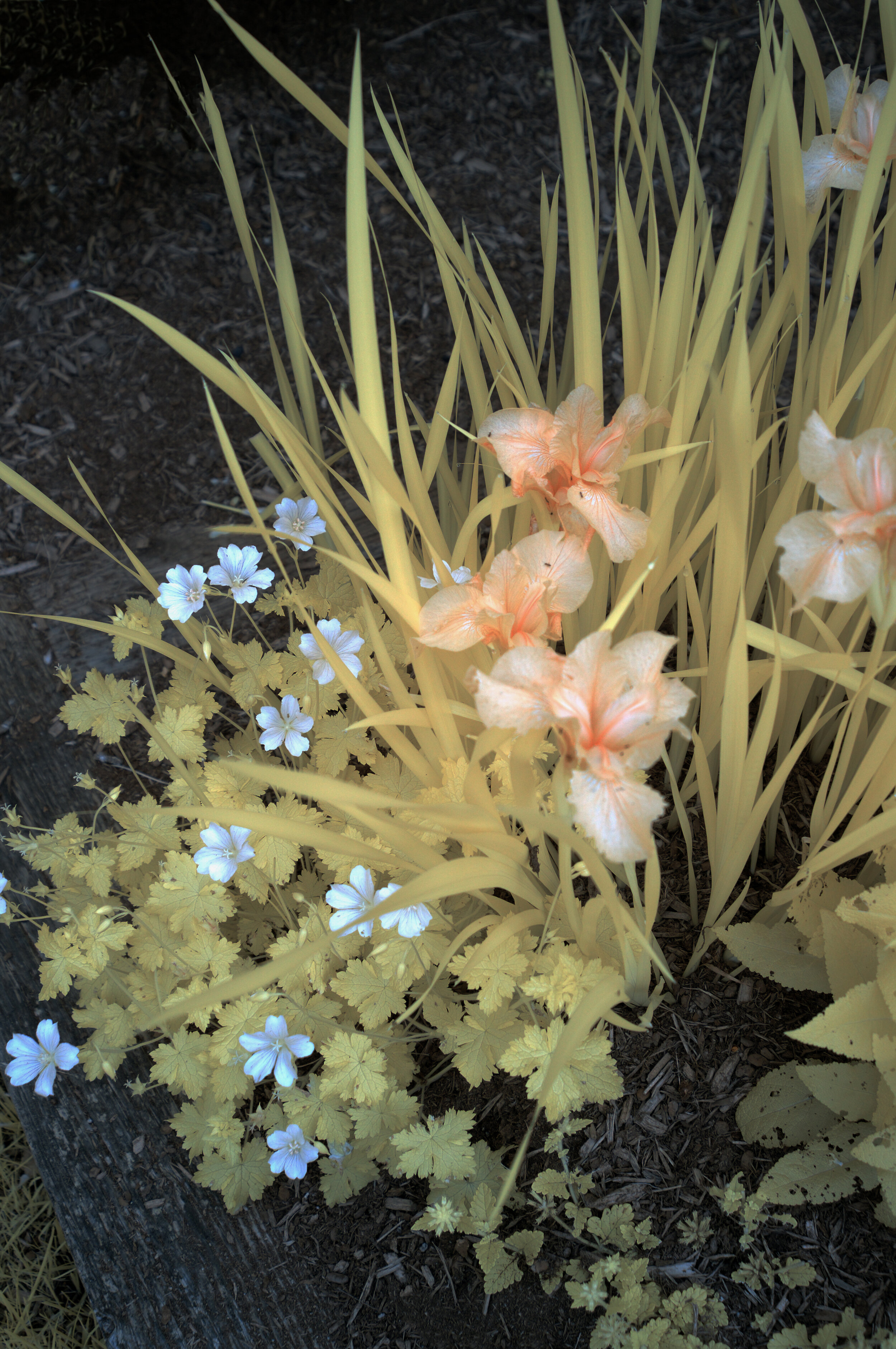 Wild flowers