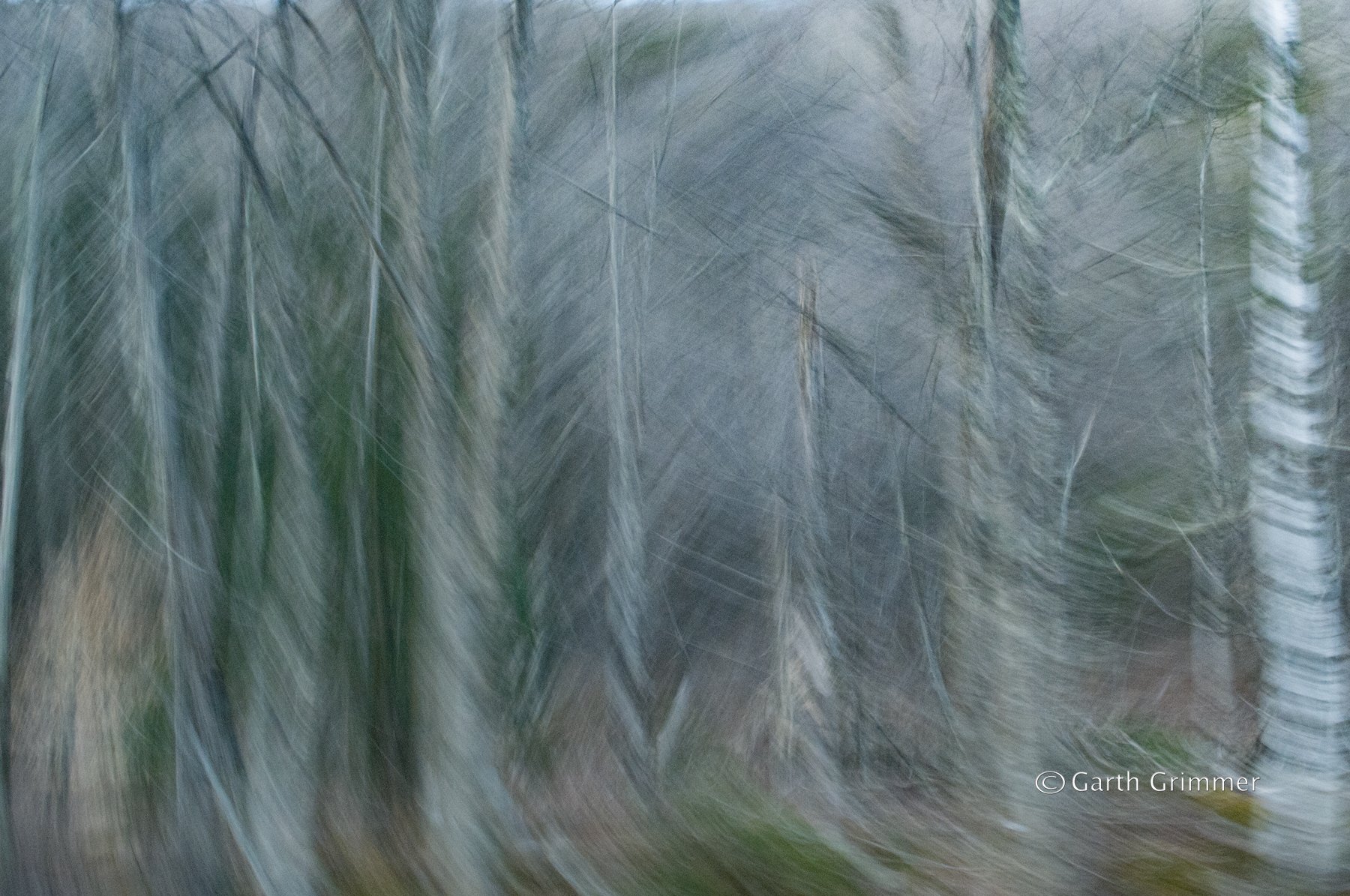 Trees in motion