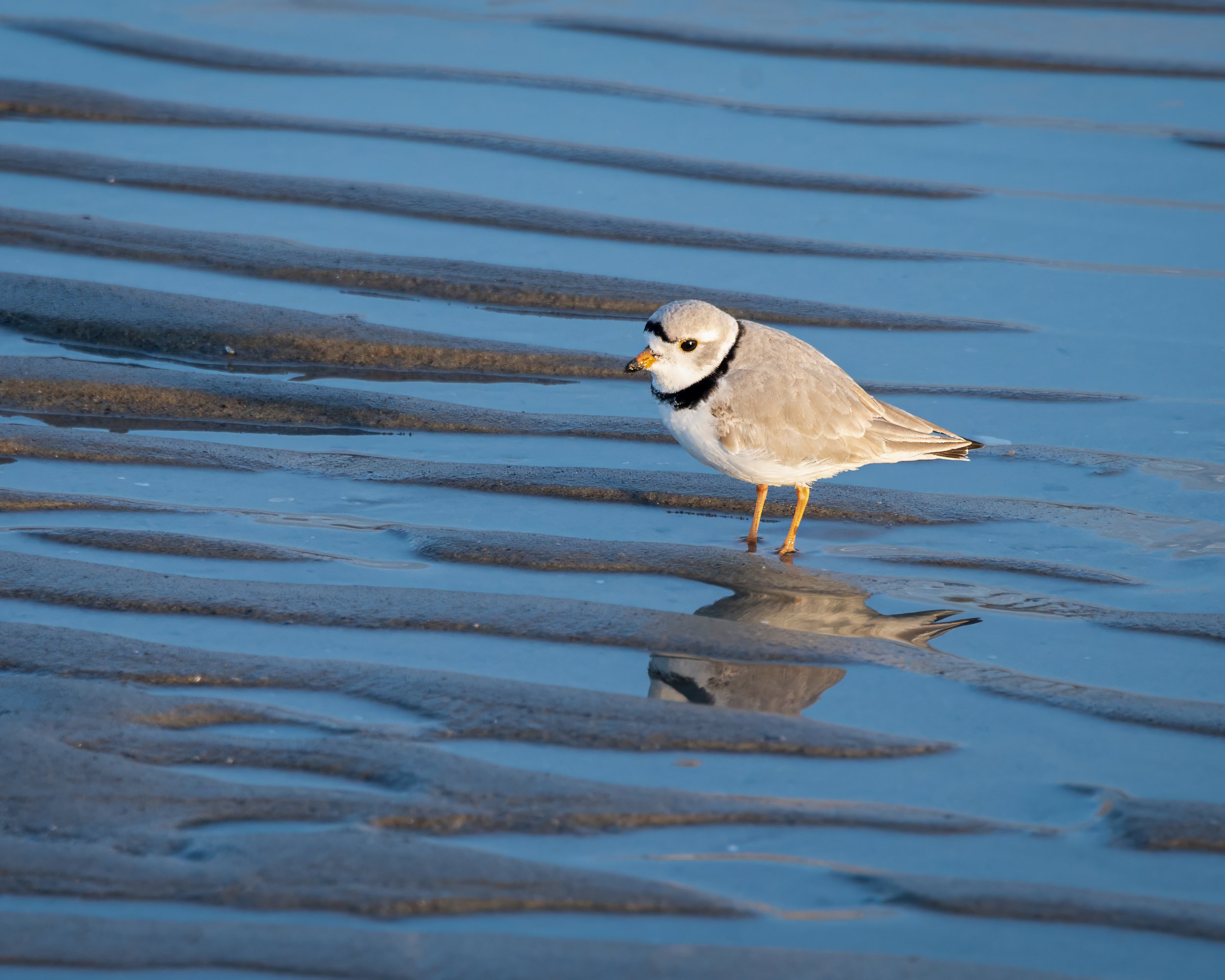 Piping Plover low tide Higgins Beach