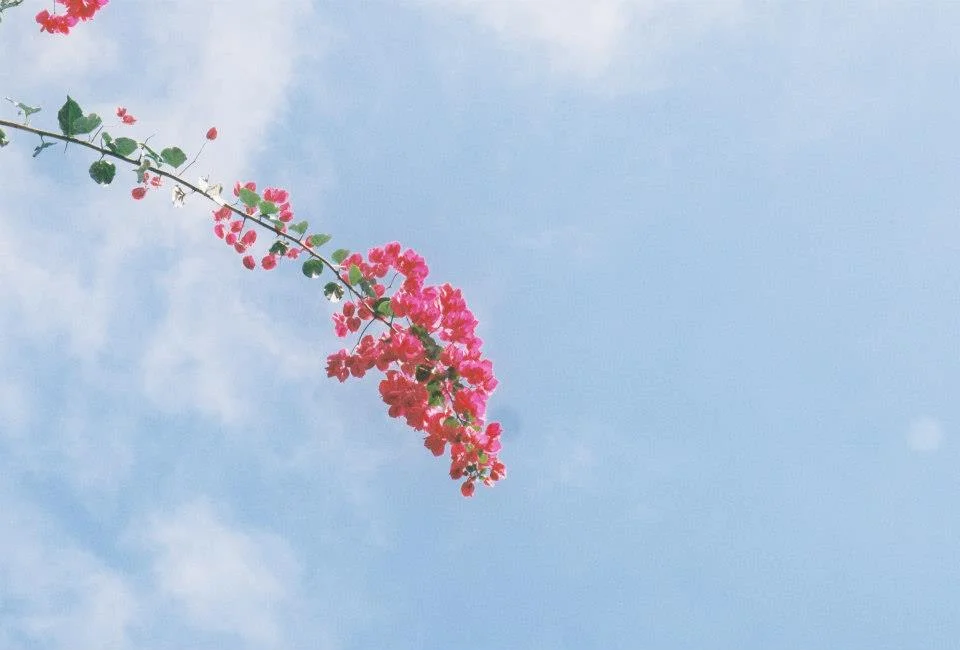 floras.jpg