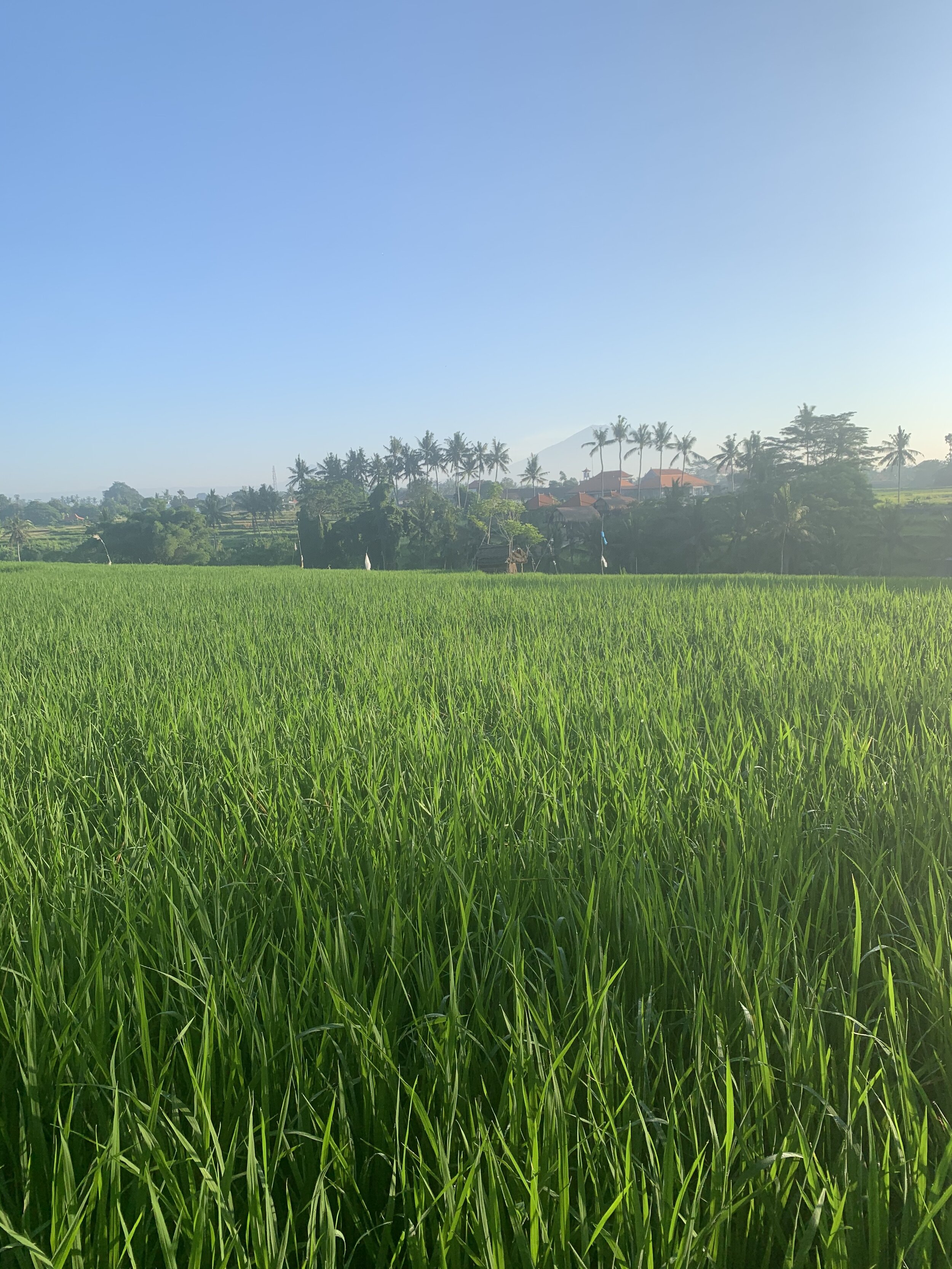 rice paddies.jpg