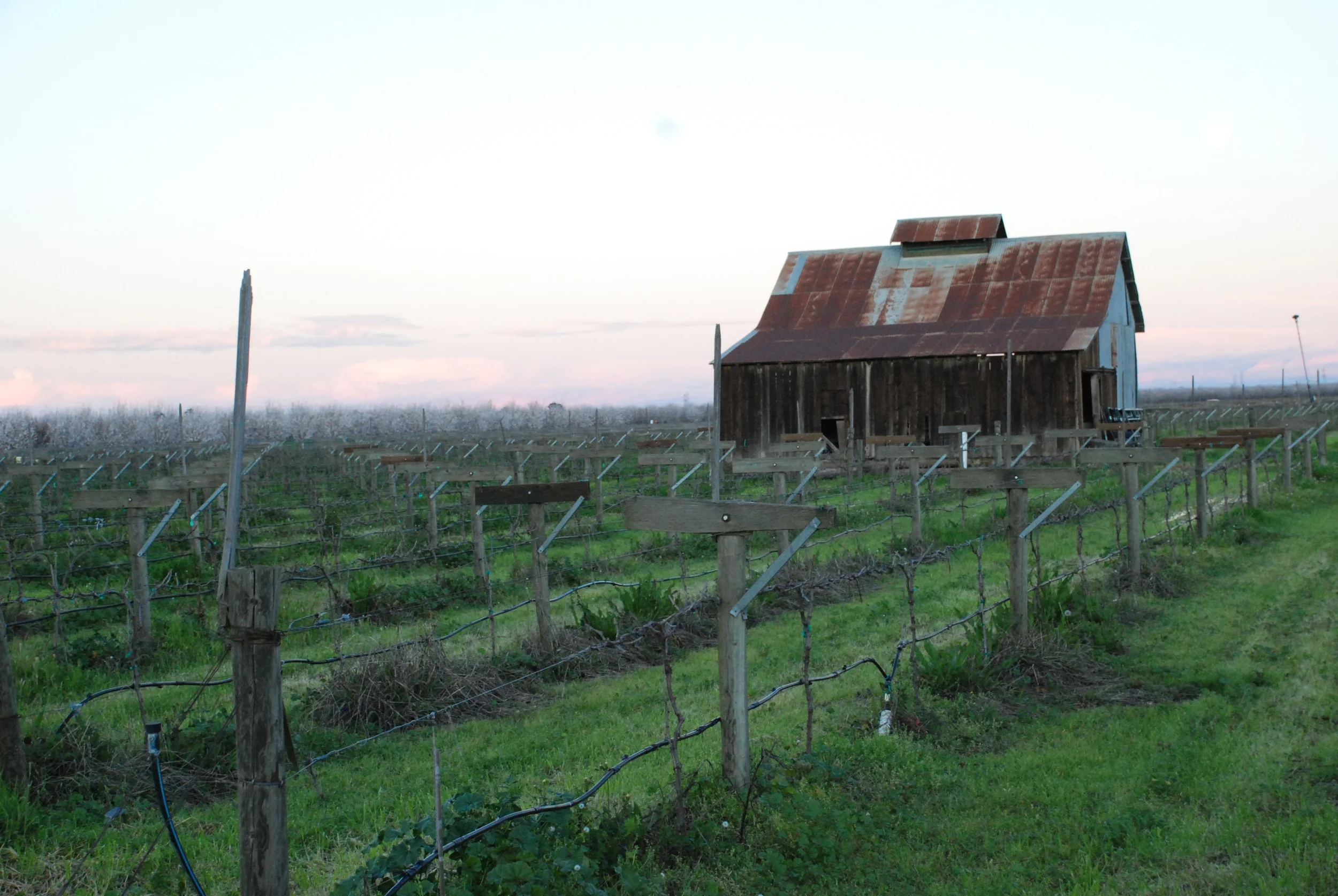  Barth Barn in the vines prior to construction 