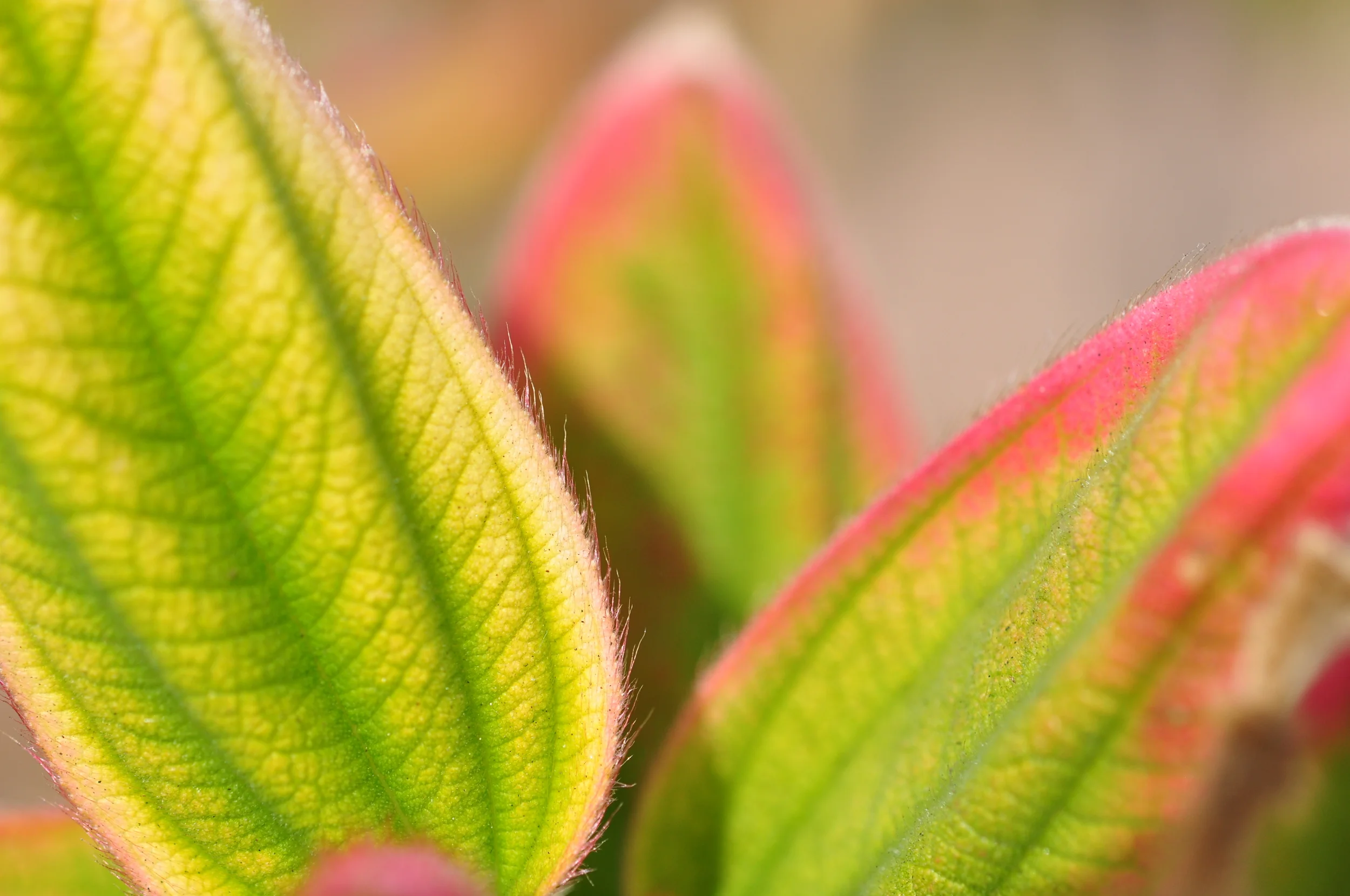 DSC_0207.JPG
