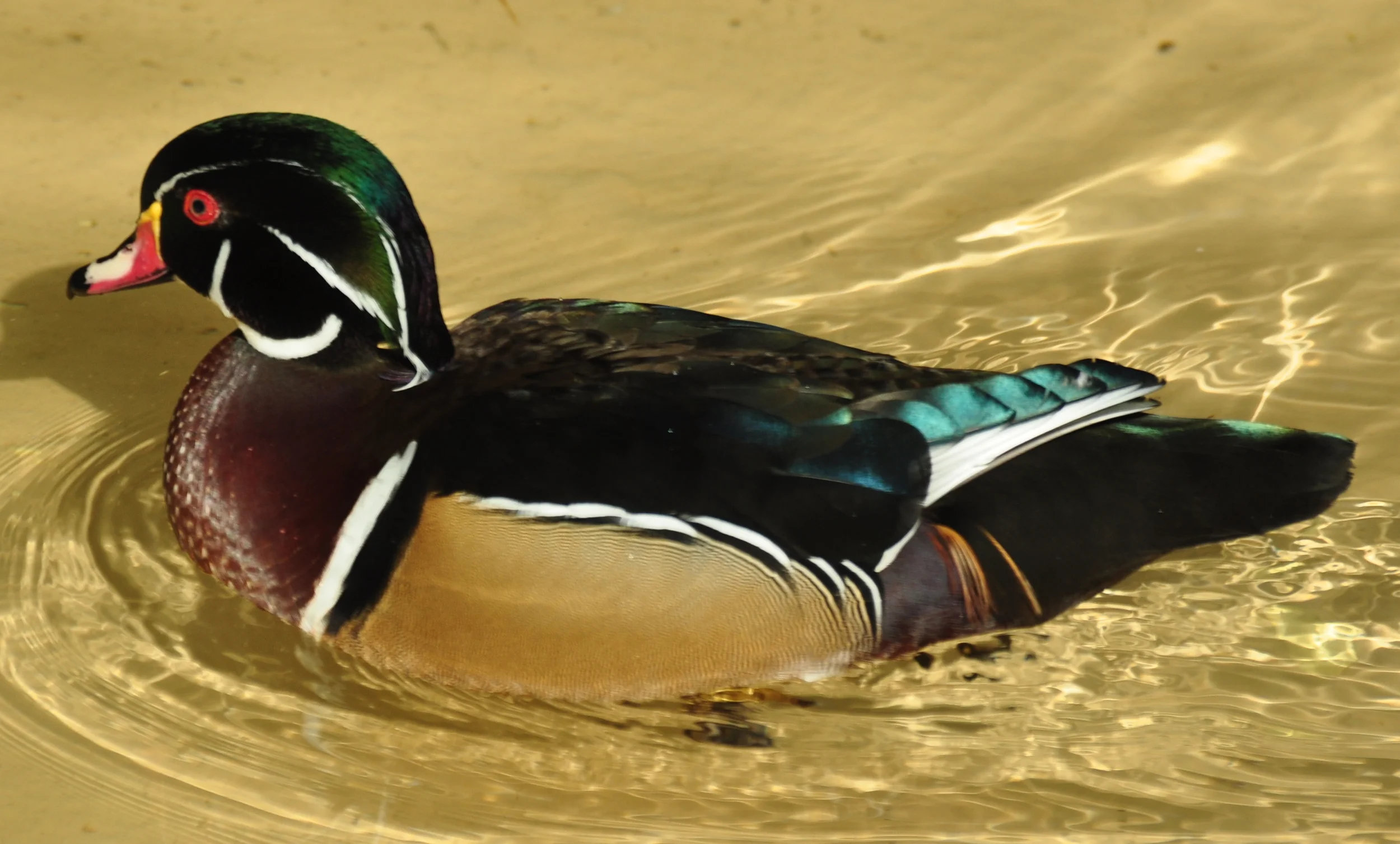 DSC_0062.JPG