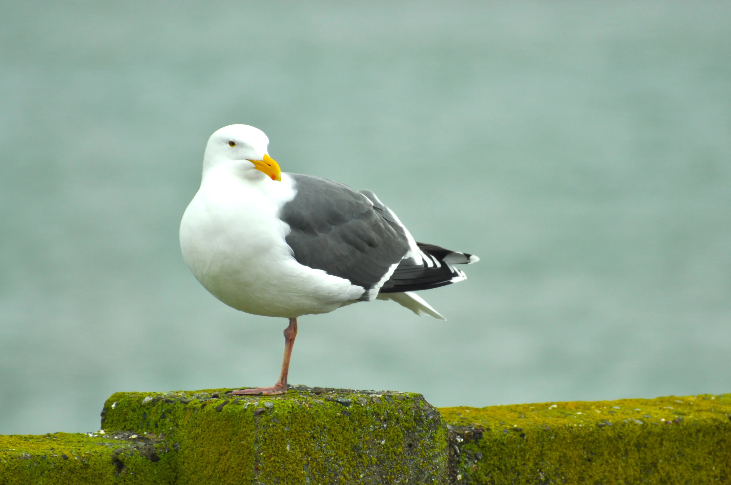 DSC_0346.JPG