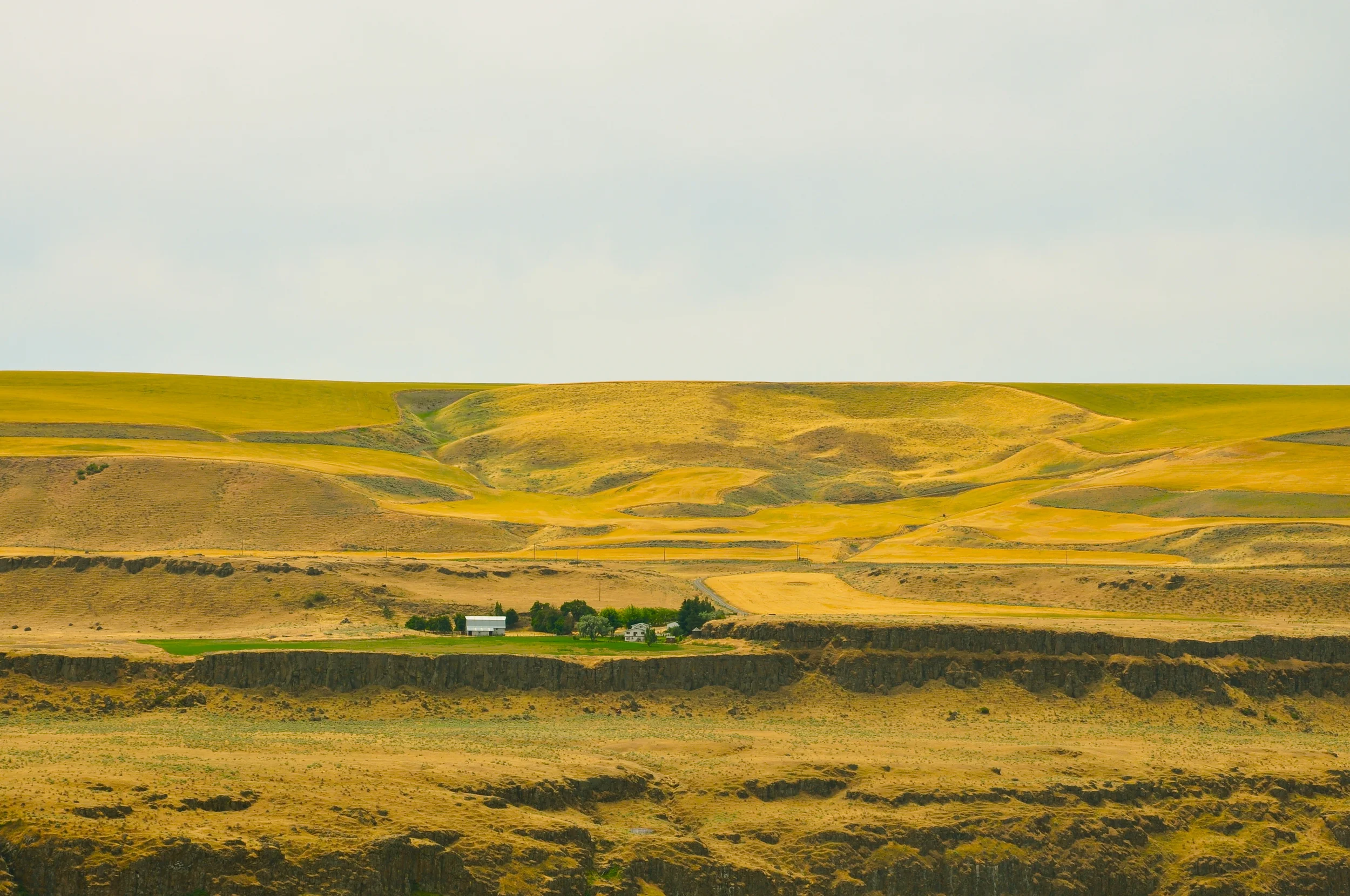 Across the Yellow Field