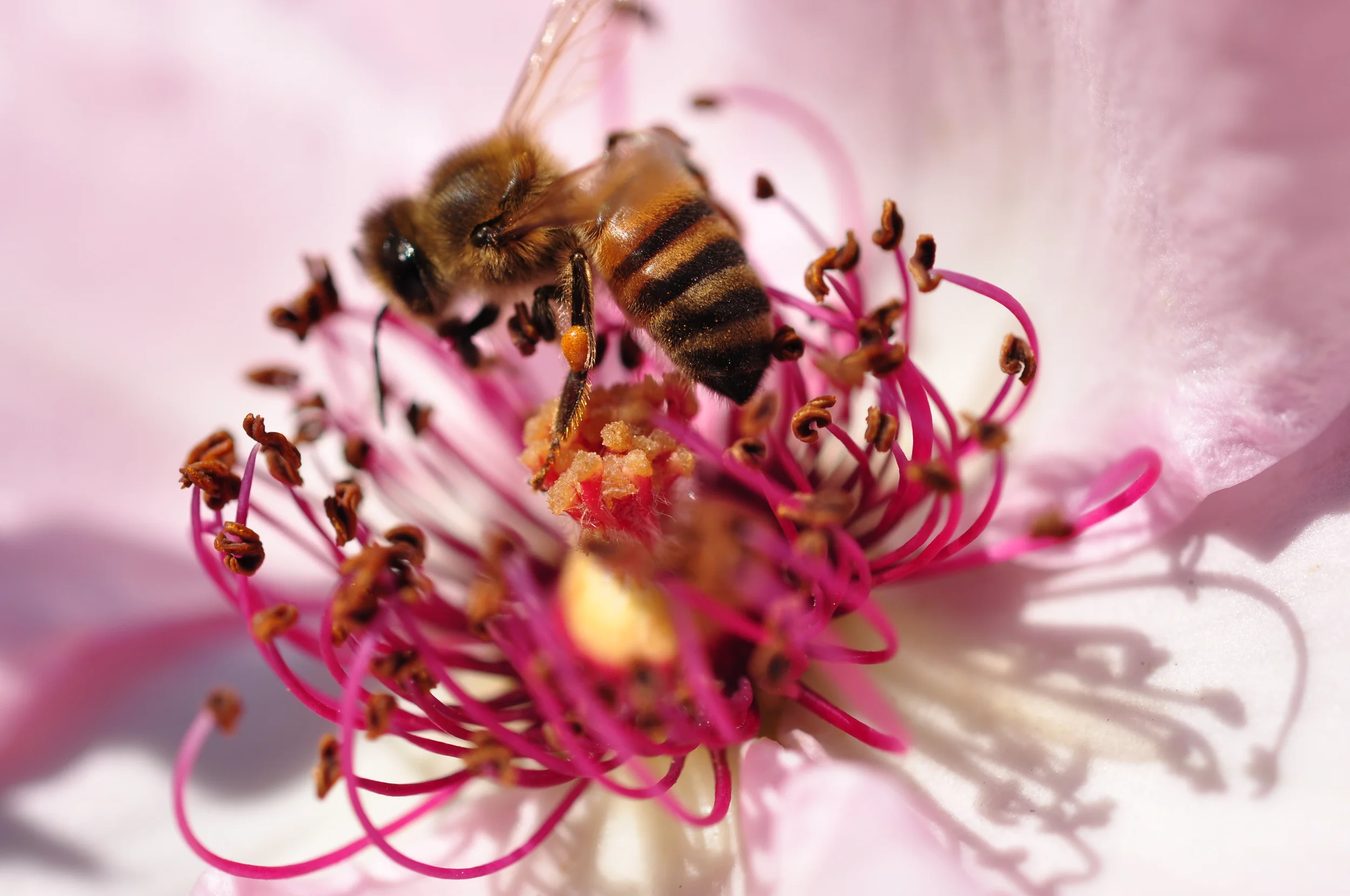 Pink Honey