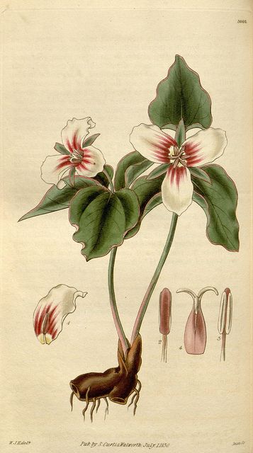 trillium.jpg