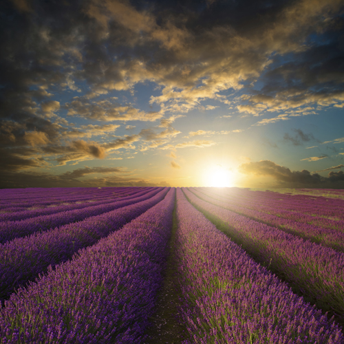 Vibrant Summer sunset over lavender field landscape