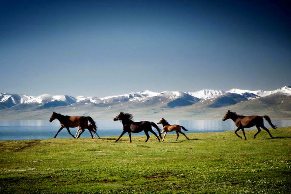 “Domestication of the horse most likely took place in Central Asia prior to 3500 BC.” - via Wikipedia from multiple sources Photo by Markus Huth