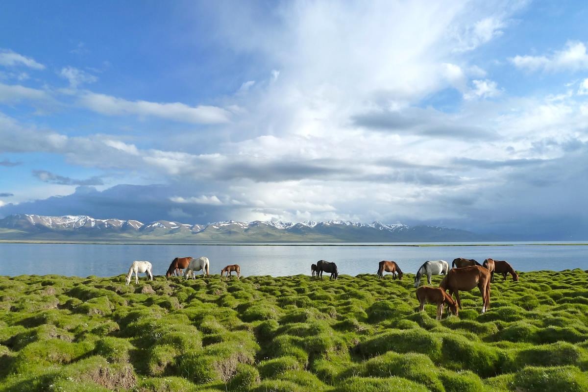 Horses at Son-Kul lake, the Land of Nomads