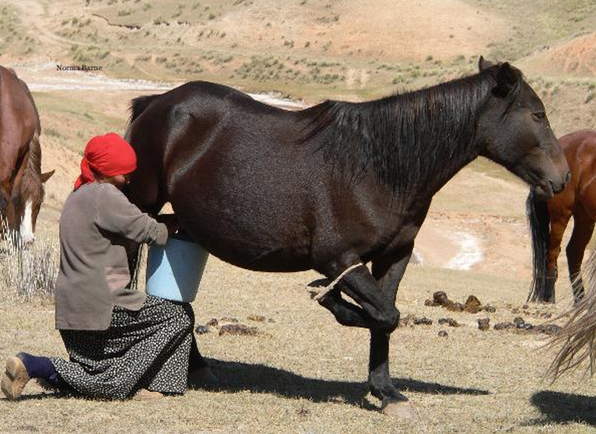 Central Asian nomads' specialty is fermented horse milk (kumys).