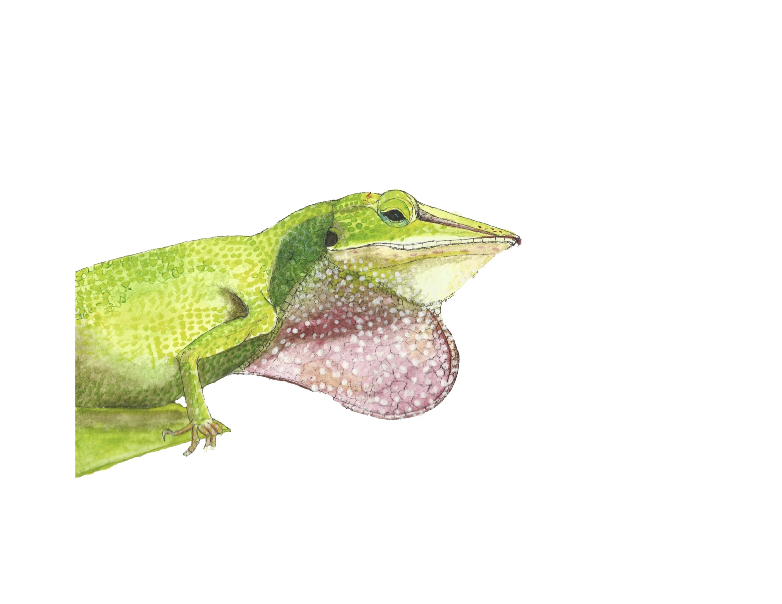 first dewlap - green.jpg