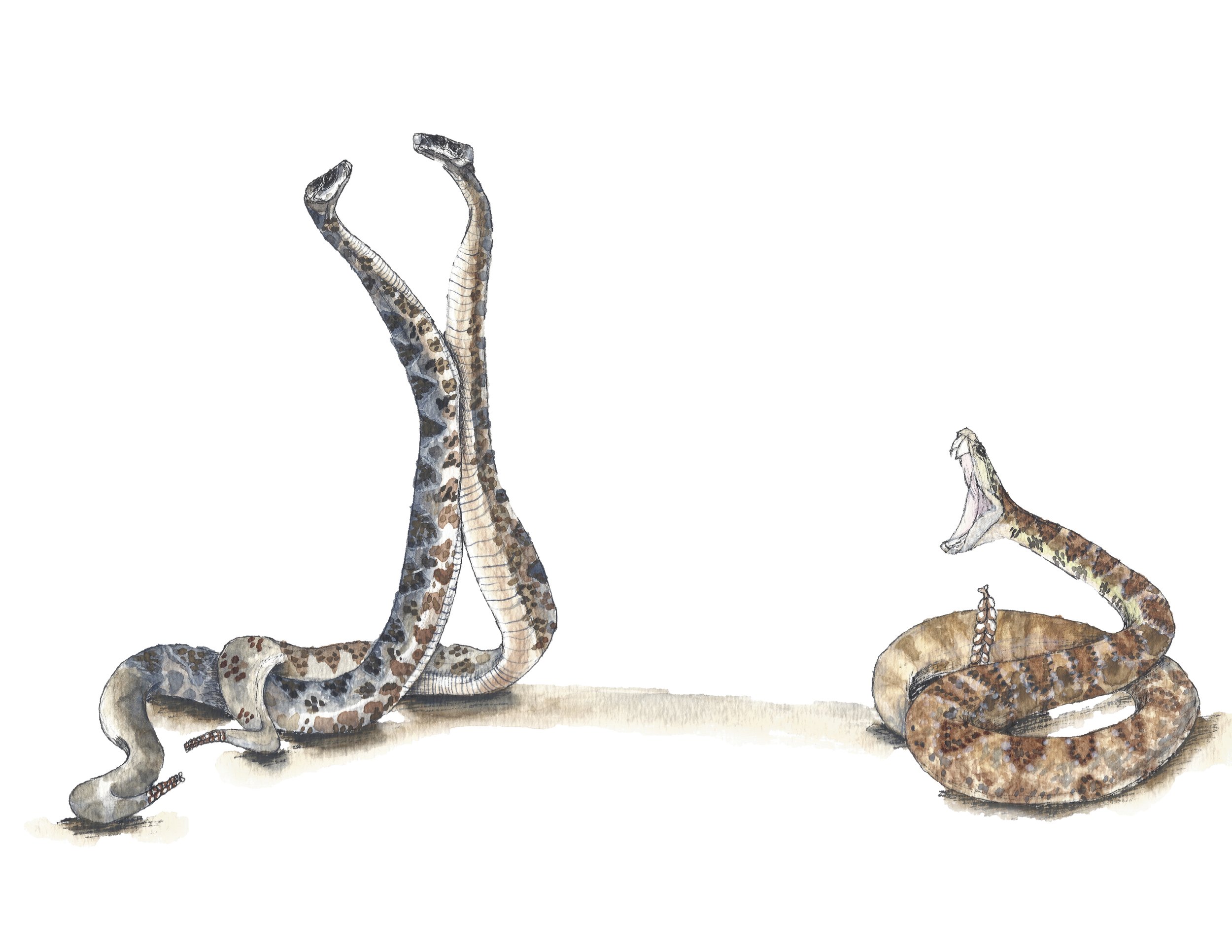 rattle snakes fight.jpg