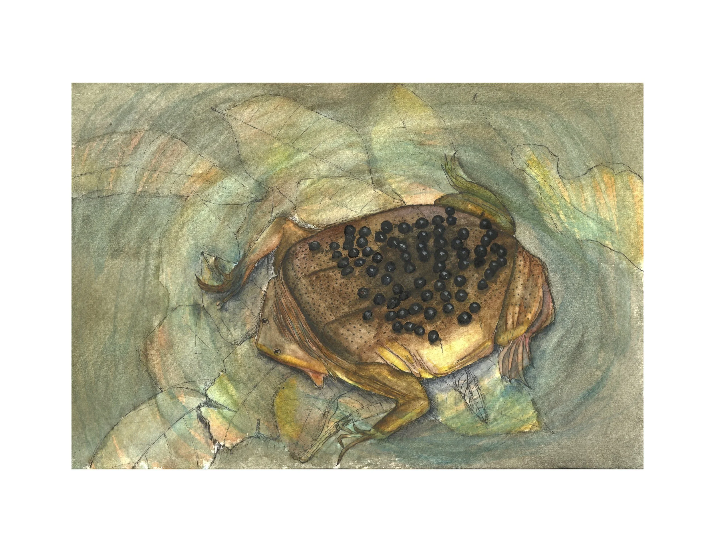 Suriname Toad.jpg