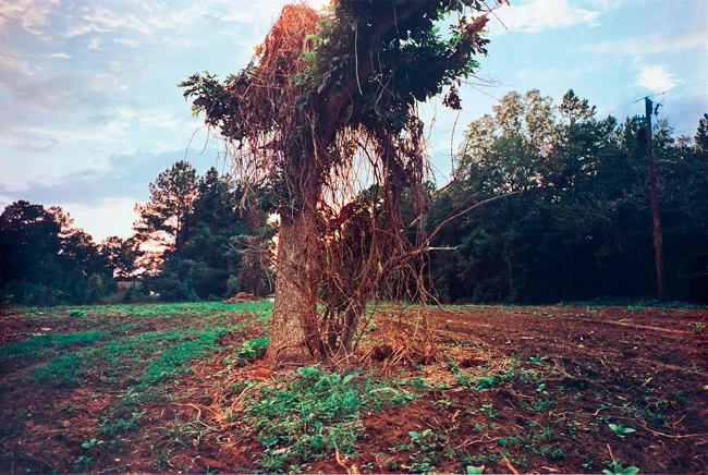 Untitled (Tree in field), 1976 Dye Transfer Print 20 x 24 inches