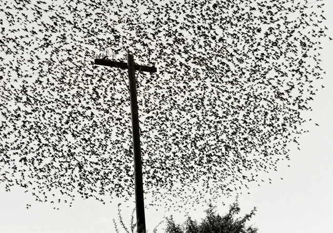Iturbide_Senor-de-los-Pajaros.jpg