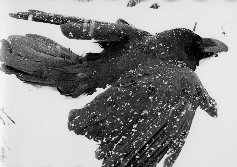 Masahisa Fukase, Nayoro , 1976
