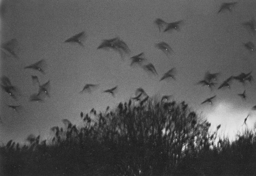 Wakkanai , 1977 16 x 20 inch Silver Gelatin Print