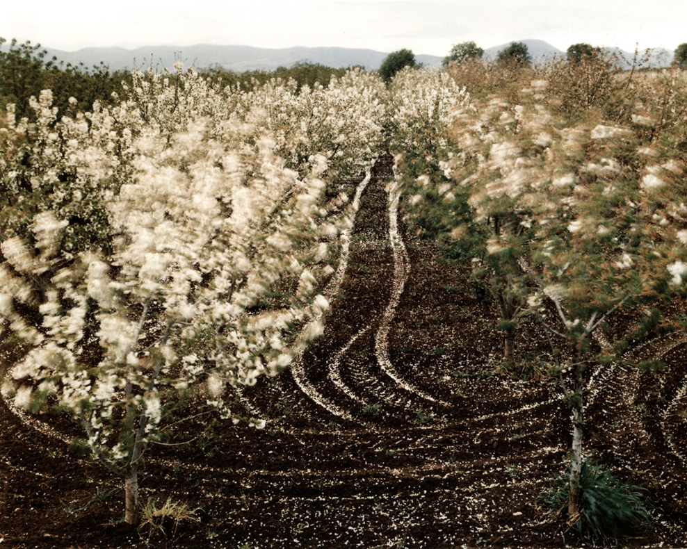 Cherry Trees Blossoming, Sparanise, Italy , 1994