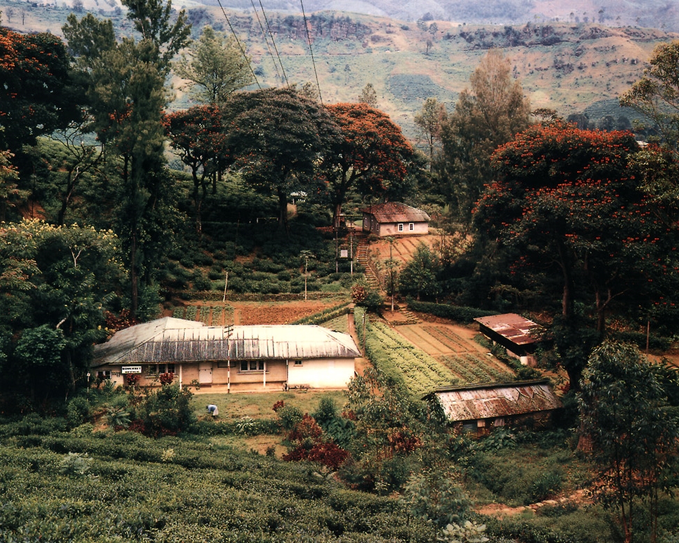 Somerset Tea Plantation Office and Flame Trees in the Jungle, Near Nuwara Eliya, Sri Lanka , 1993