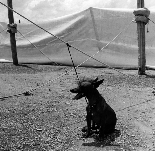 Graciela Iturbide, Xolotl, Oaxaca, Mexico , c. 1998 Vintage gelatin Silver Print