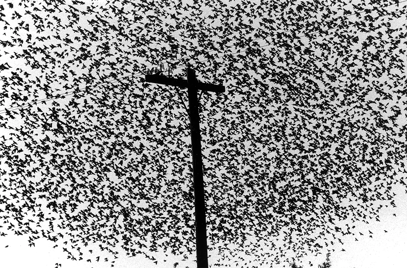 Graciela Iturbide Pájaros en el poste de luz , Carretera a Guanajuato, Mexico, 1990 22 x 26 inch Platinum Print