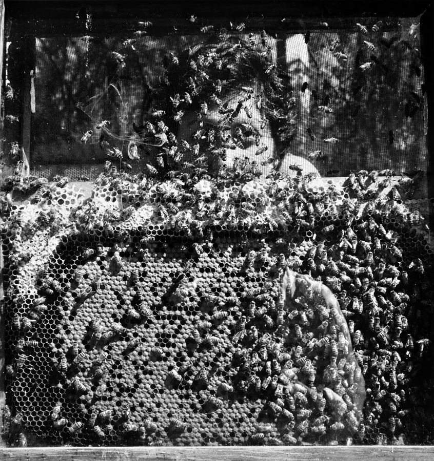 Graciela Iturbide Laureana y Las abejas, Xochimilco, Mexico, 1994 20 x 16 inch Silver Gelatin Print