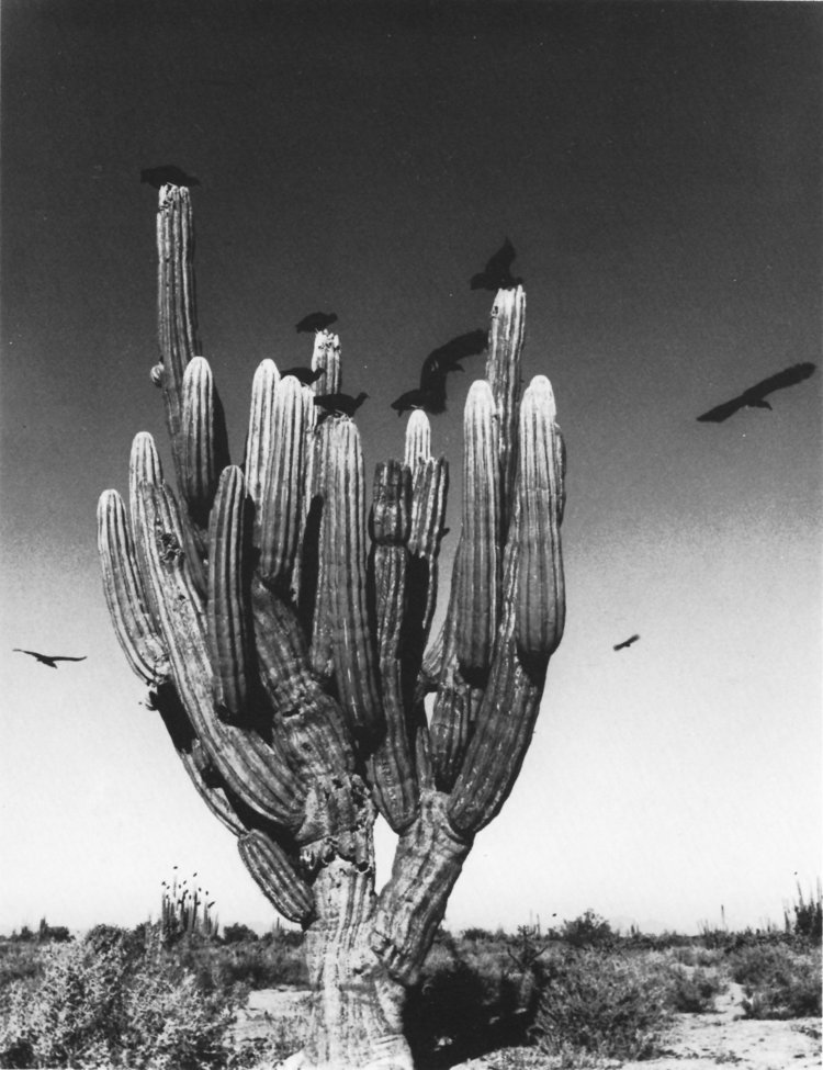 GI-Sahuaro_cactus.jpg