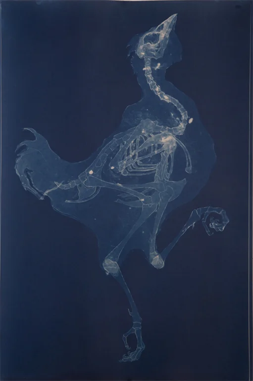 The Rooster